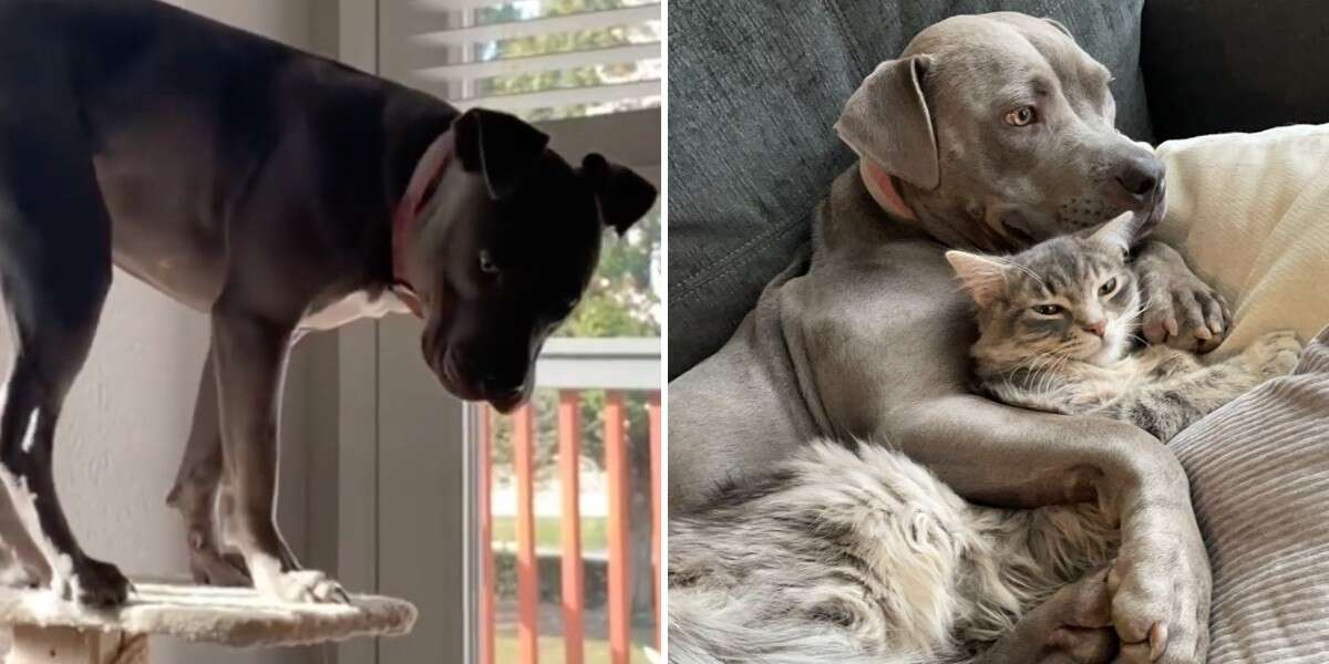 Une énorme pitbull élevé par des chats pense qu’il est aussi un chat