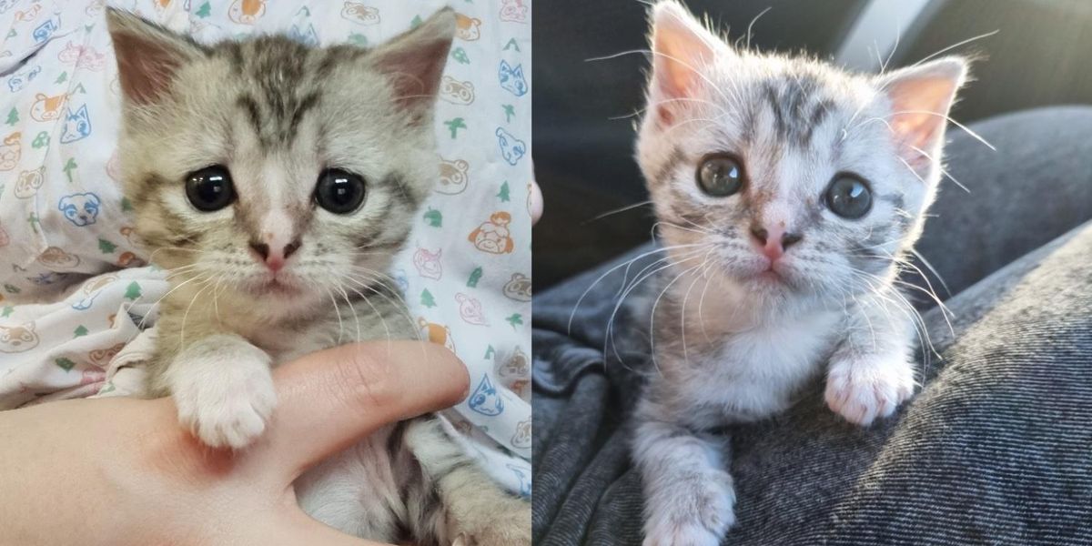 Un chaton orphelin relève tous les défis et est élevé pour devenir un grand câlineur