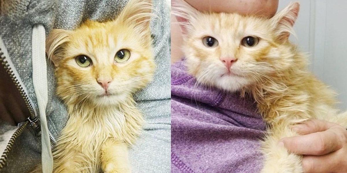 Un chaton est reconnaissant à la personne qui l’a trouvé à l’arrière d’un camion