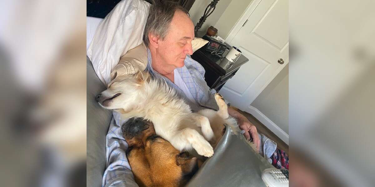 Une femme surprend son père en train de faire la sieste avec tous les chiens du voisinage