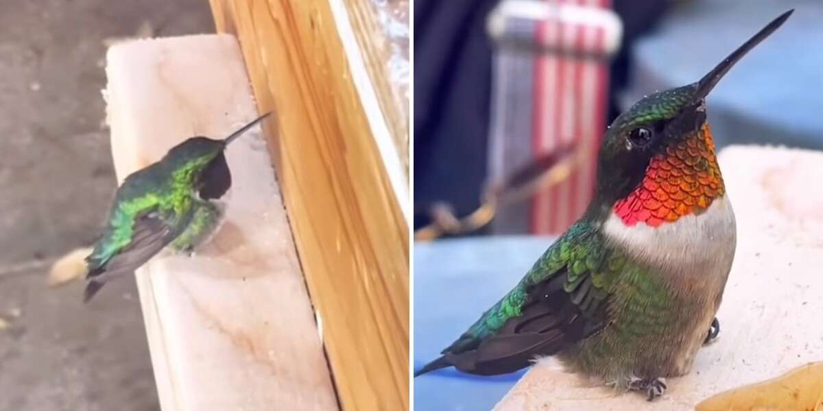 Un minuscule colibri vole dans l’atelier d’une femme pour demander de l’aide