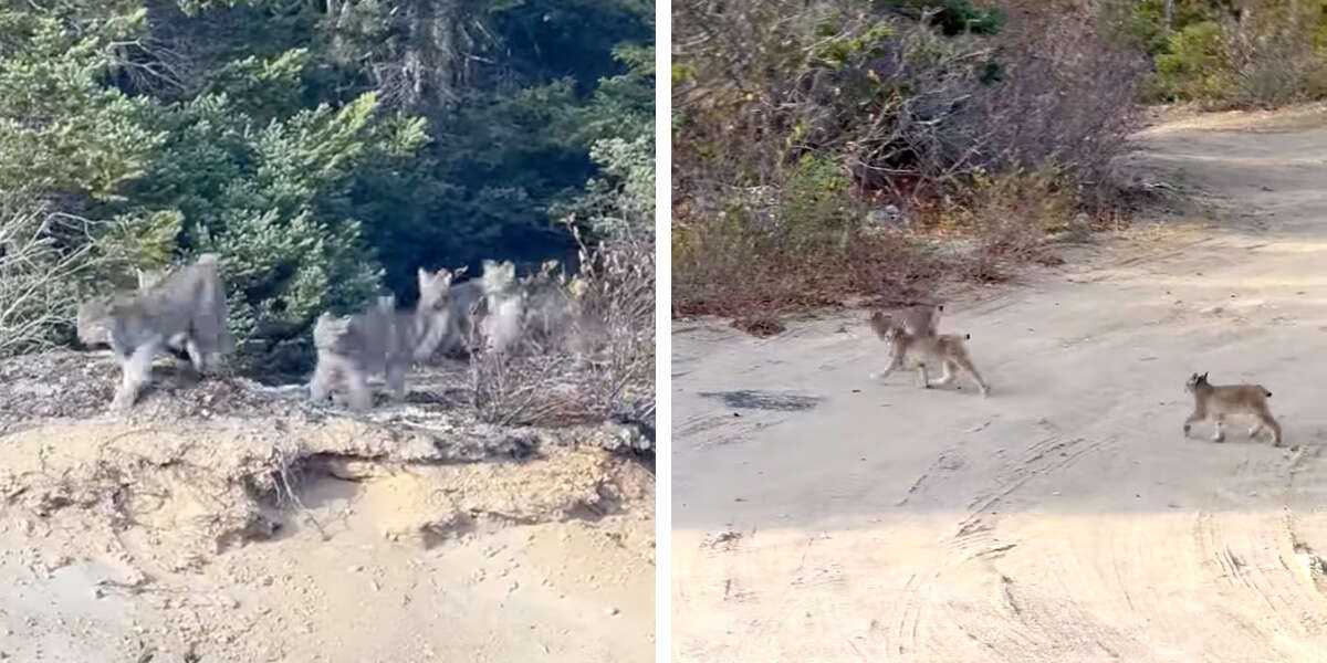 Un lynx fait une rare apparition lors d’une promenade avec ses féroces petits chatons