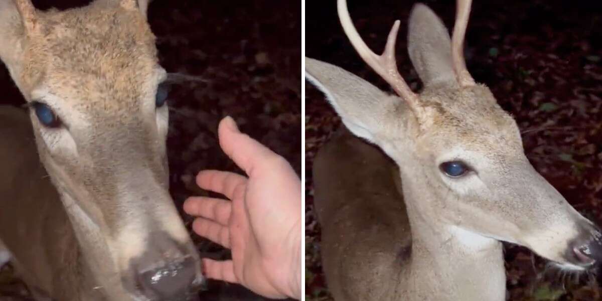 Un cerf rend une visite surprise à un ami célèbre qui s’est occupé de lui lorsqu’il était bébé