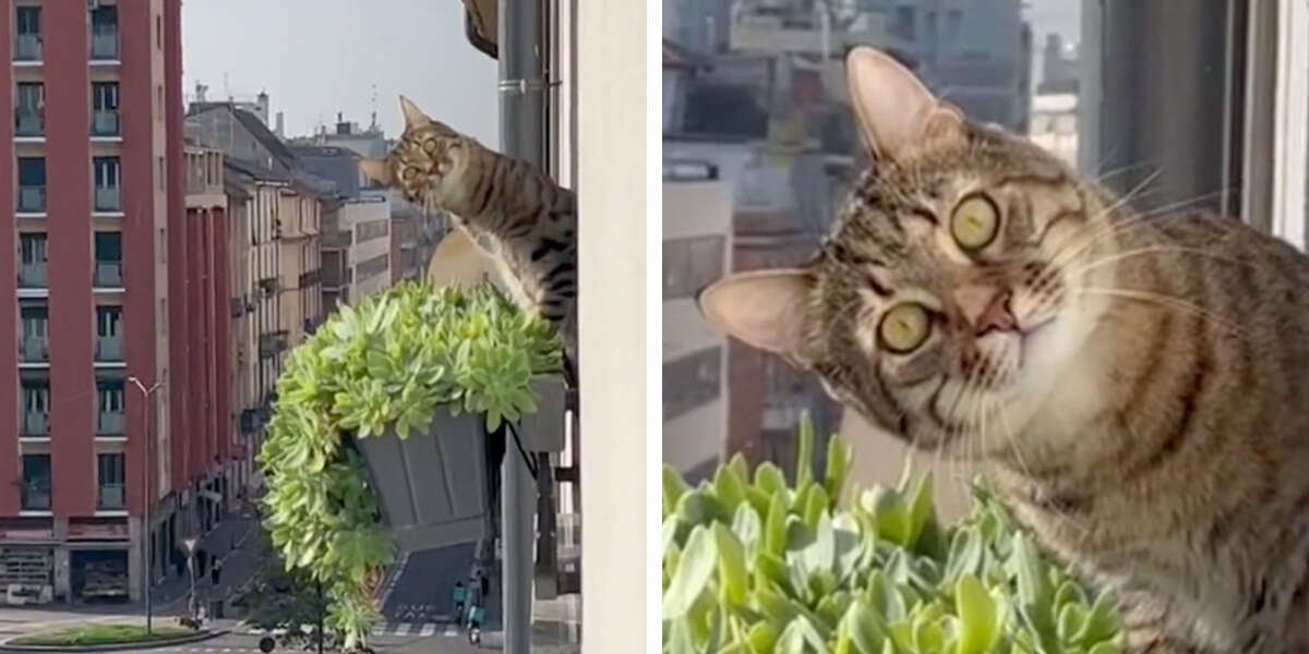 Un homme sur un balcon a une rencontre embarrassante avec le chat de son voisin.