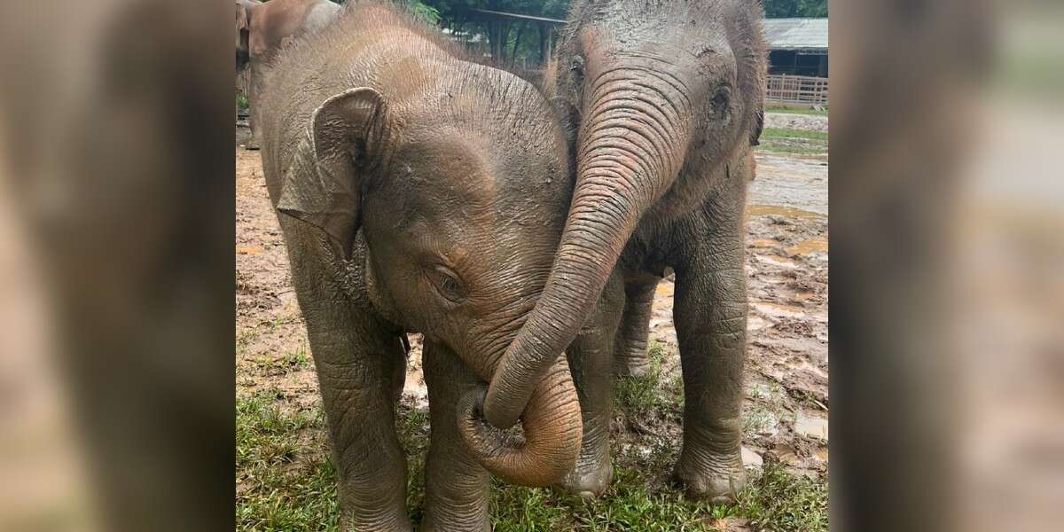 Un bébé éléphant secouru court pour réconforter son nouvel ami avec un câlin