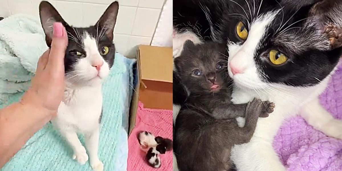 Une chatte, autrefois incomprise, commence à briller en sachant que ses chatons peuvent désormais vivre pleinement leur vie