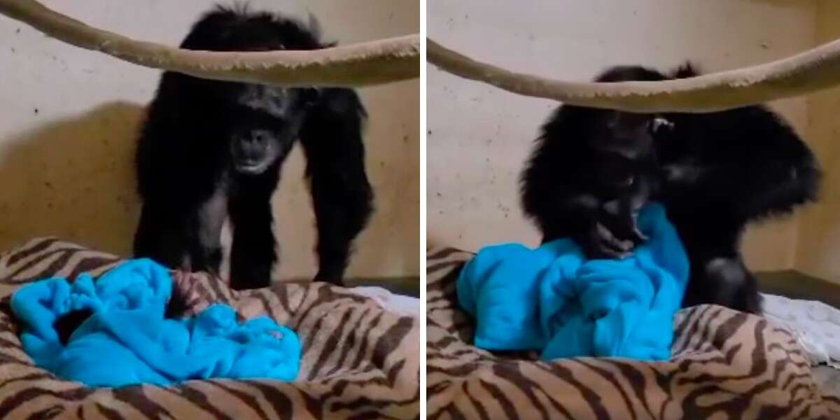 Une chimpanzé d’un zoo a la plus belle des réactions en voyant son bébé après deux jours d’absence