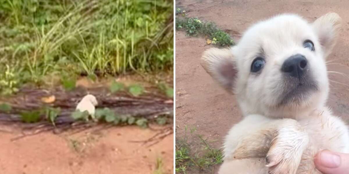 Un homme entend un « cri perçant » et découvre un chiot abandonné dans la jungle