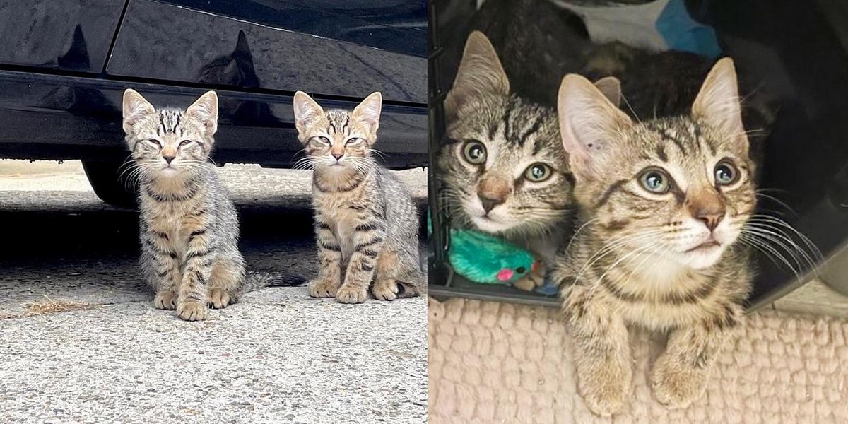 Des chatons jumeaux trouvés dans la rue apprennent à être courageux avec l’aide des chats de la famille