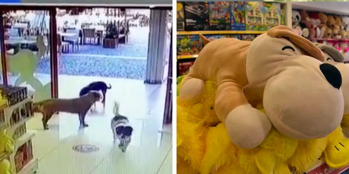 Une caméra filme des chiens intelligents qui font équipe pour dévaliser un magasin de jouets