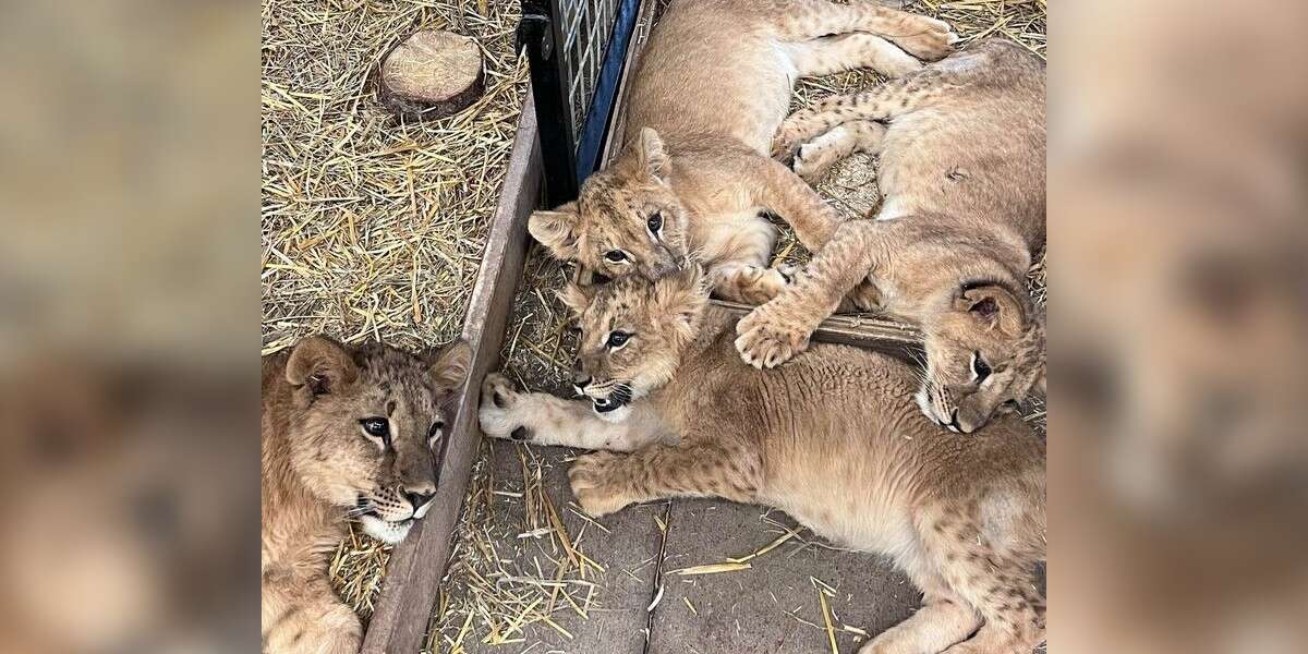 Des bébés lions échappent à la guerre en Ukraine et trouvent un foyer dans le Minnesota