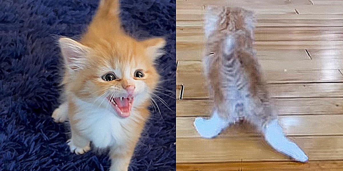 Un chaton marche avec les pattes arrière écartées et est déterminé à pouvoir un jour sauter