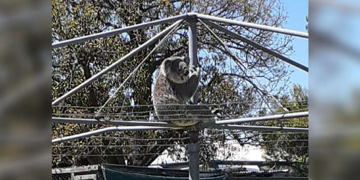 Il regarde à deux fois quand il voit qui est dans sa corde à linge