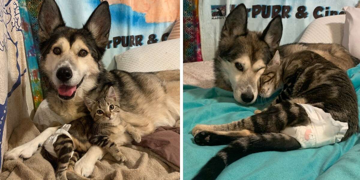 Un chat secouru rencontre sa nouvelle sœur canine et tombe instantanément amoureux