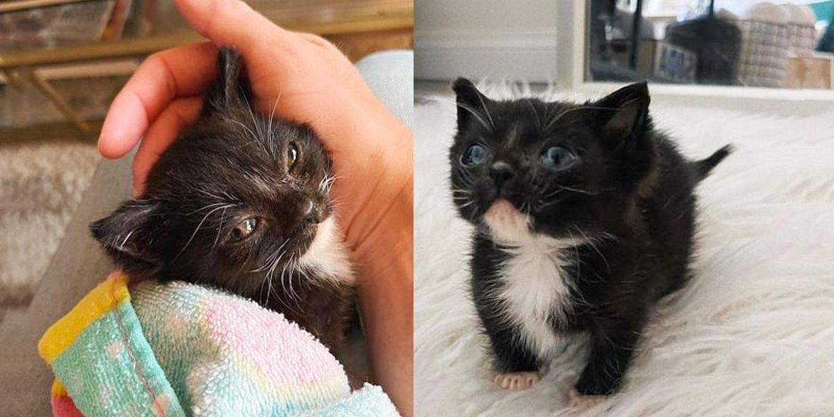 Un chaton se transforme après avoir été ramassé sur une passerelle et passe ses premières fêtes de fin d’année