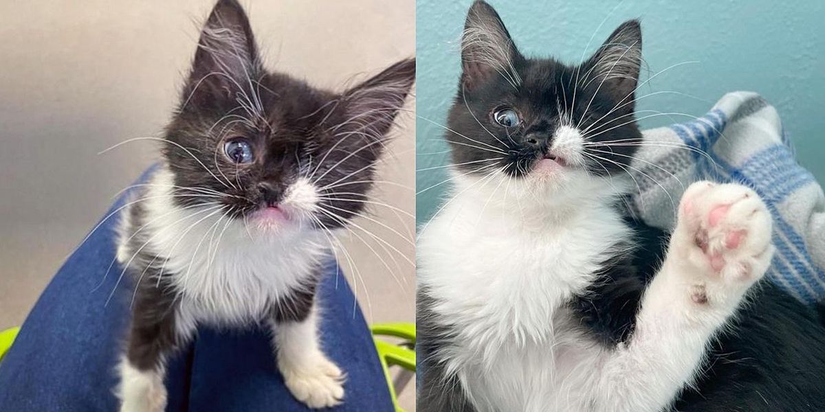 Un chaton né avec un seul œil vient demander de l’aide pour pouvoir vivre pleinement sa vie