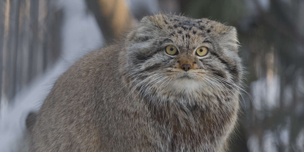Un chat rare trouvé vivant sur la plus haute montagne du monde
