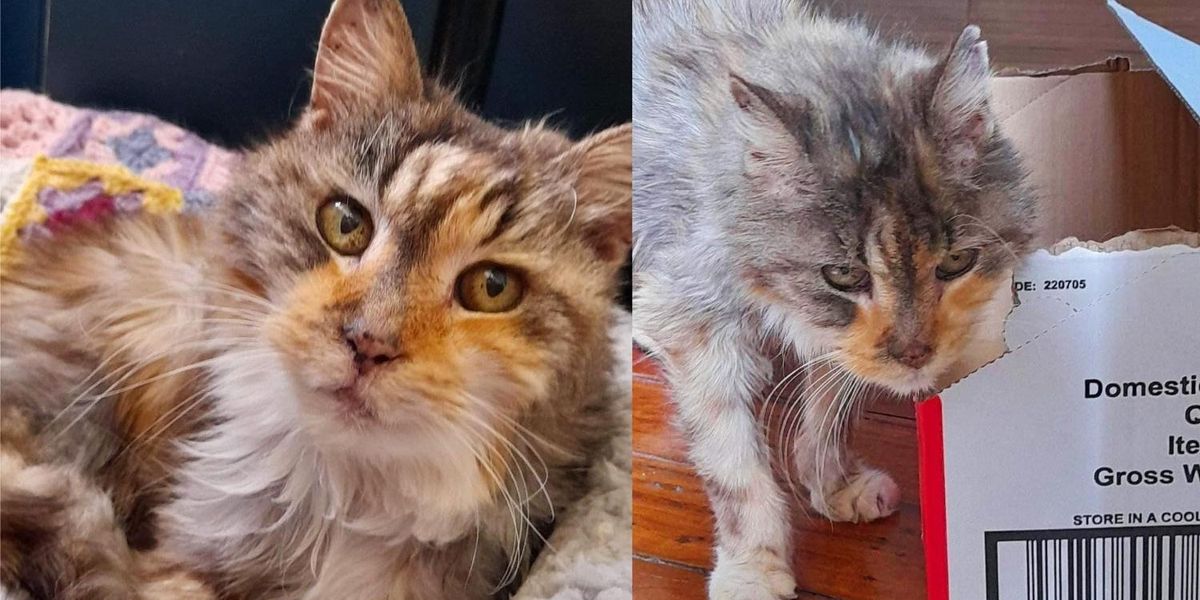 Une chatte s’épanouit après avoir été sauvée à l’âge de 22 ans. Maintenant, elle court après le soleil et monopolise le lit