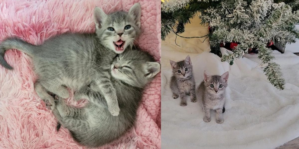 Des chatons, repérés sur un chantier de construction, ont leur propre sapin de Noël et vivent un rêve