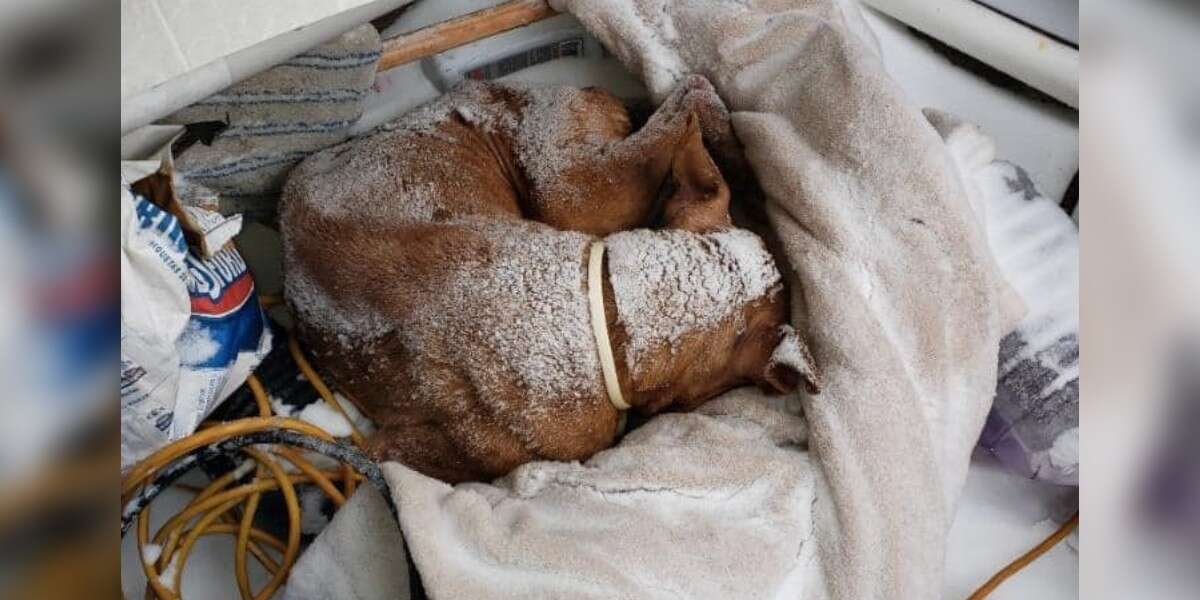 Une chienne âgée trouvée recroquevillée dehors pendant le blizzard reçoit un miracle de Noël