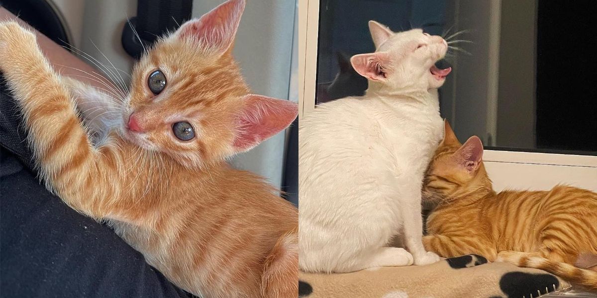 Un couple a sauvé un chaton sur le bord de la route lors d’un voyage, mais a fini par ramener trois chats à la maison