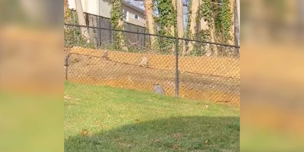 Un homme voit une masse brune près de sa clôture et est choqué de voir qui c’est