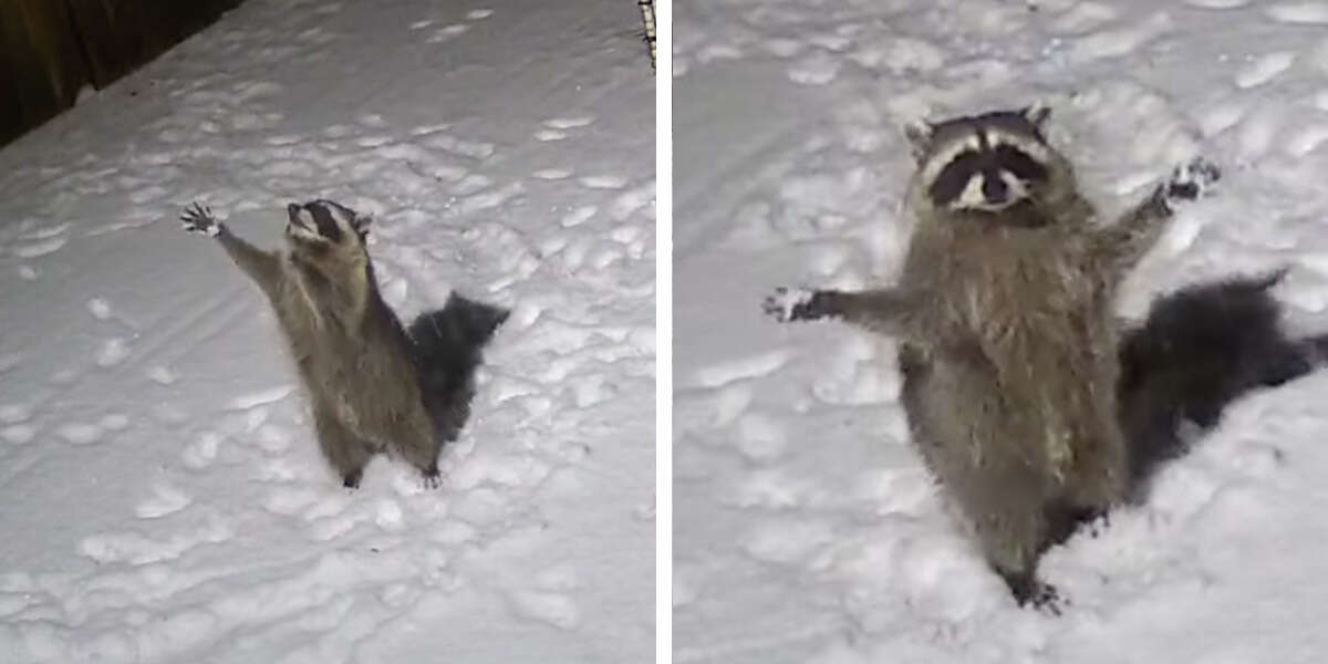 Une caméra de sécurité capte la douce réaction d’un raton laveur à la vue de la neige tombante.