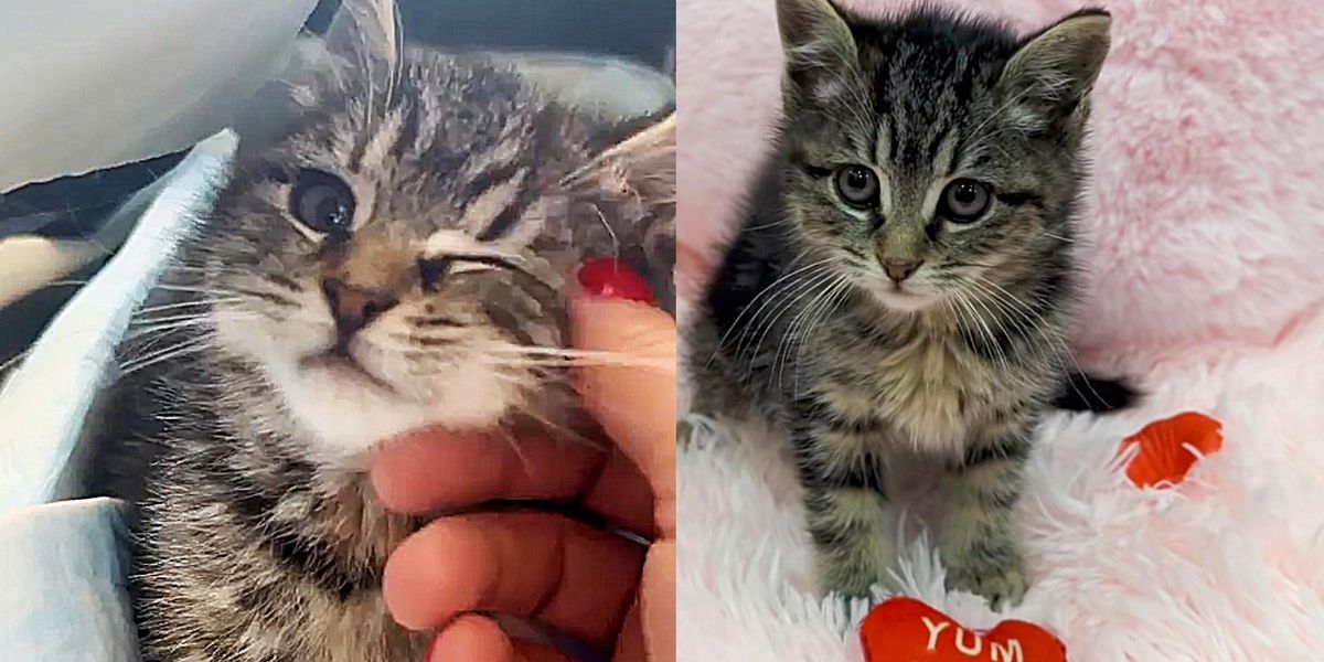 Un chaton se remet de sa congélation dans une maison abandonnée, gagne beaucoup de force et connaît une fin très heureuse