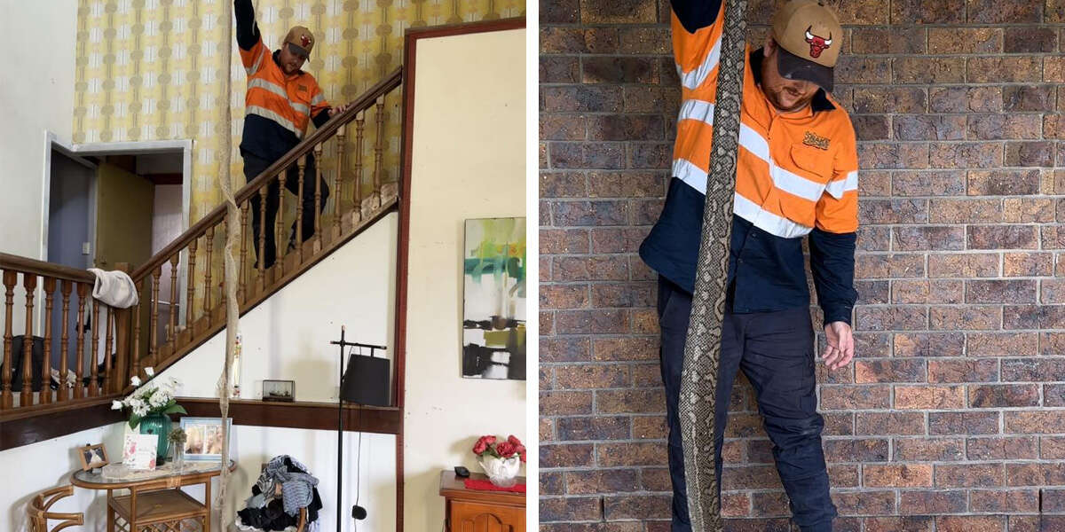 La découverte d’une énorme peau de serpent dans un grenier conduit à une découverte stupéfiante