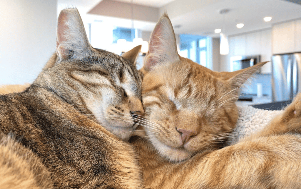 L’histoire de survie de Thor et de son chat aveugle Nyla va vous réchauffer le cœur