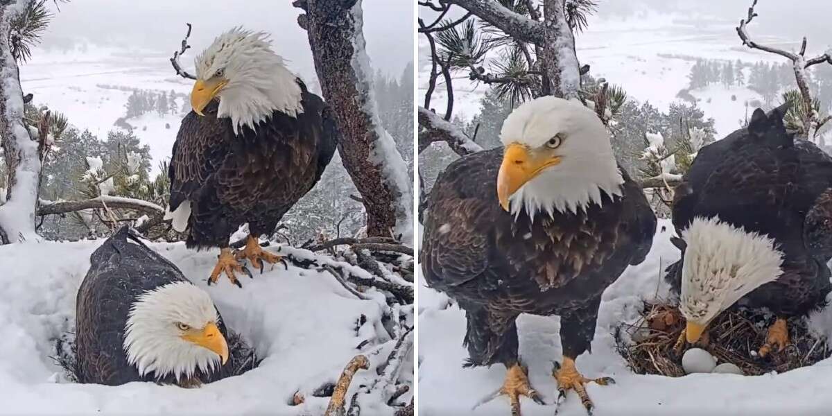 Une caméra cachée surprend un aigle en train de faire tout ce qu’il peut pour satisfaire sa femme.