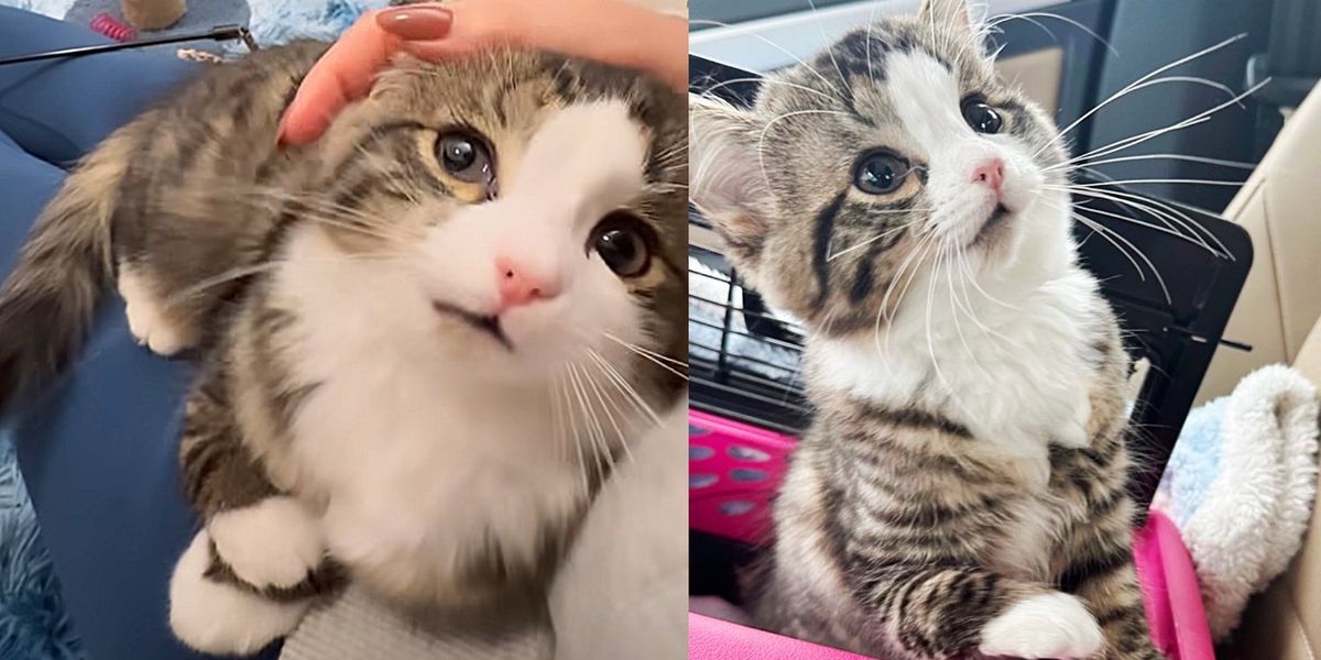 Milly, le chaton à la patte excentrique et à l’énergie débordante, trouve des personnes bienveillantes pour l’aider à s’épanouir