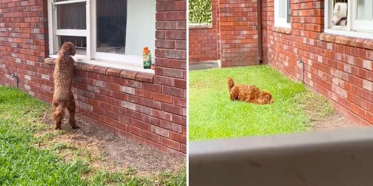 Un chien attend devant la fenêtre de son voisin pour des bisous quotidiens