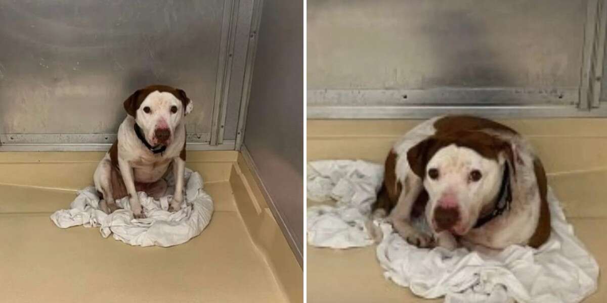 Un chien de refuge oublié a la réaction la plus adorable lorsqu’on lui montre enfin de l’amour