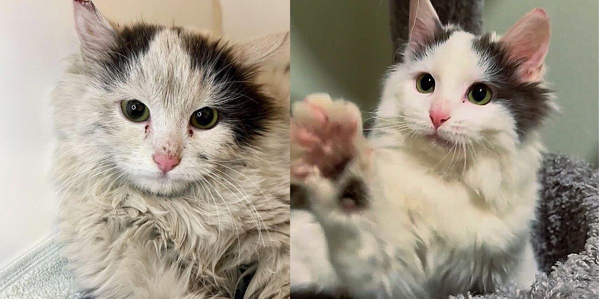 La transformation époustouflante d’un chaton peureux en bourreau des cœurs irrésistible qui vous fera fondre