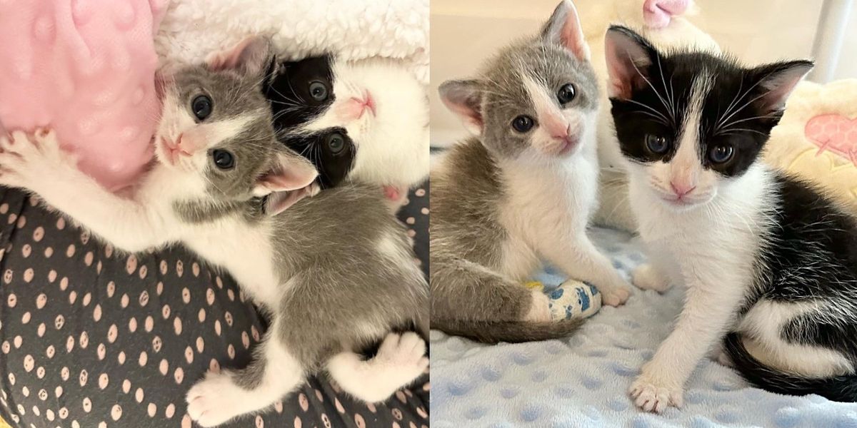 Des chatons trouvés ensemble dans un entrepôt, l’un d’eux a besoin d’aide pour marcher, et l’autre ne le quitte jamais