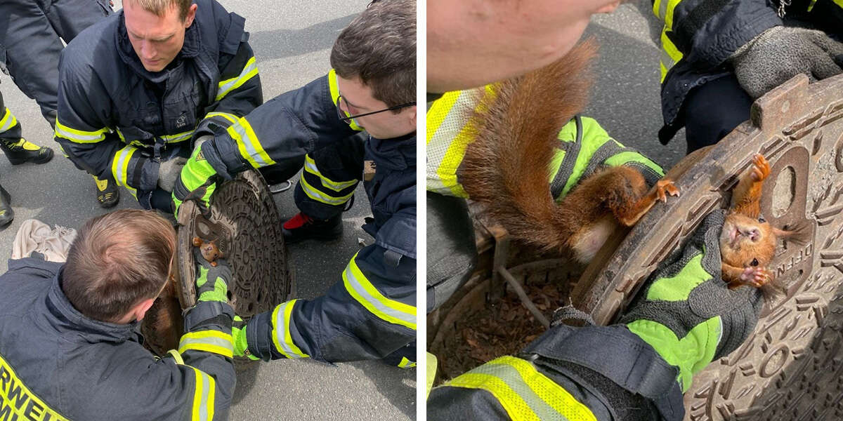 Un écureuil têtu sauvé d’une plaque d’égout, sans aucun remerciement de sa part