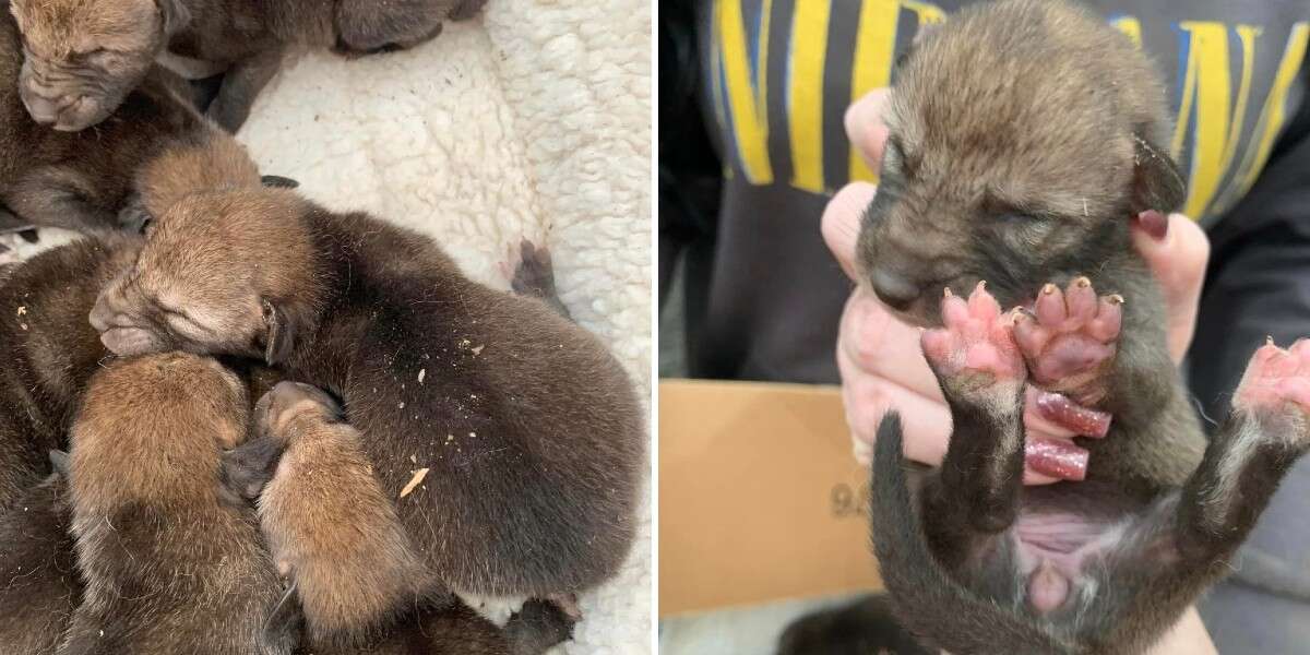 Une femme se précipite pour sauver une portée de chiots – puis se rend compte qu’il ne s’agit pas du tout de chiots.