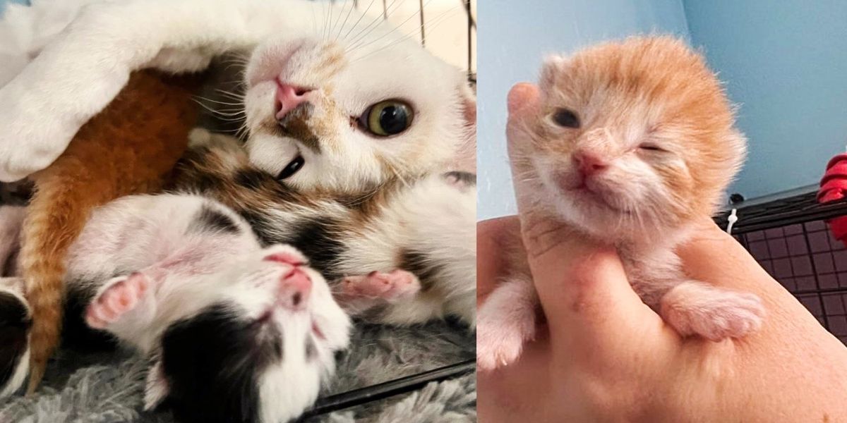 Un chaton orphelin se blottit contre un chat et ne bouge plus pendant des jours, rattrapant ainsi le temps perdu