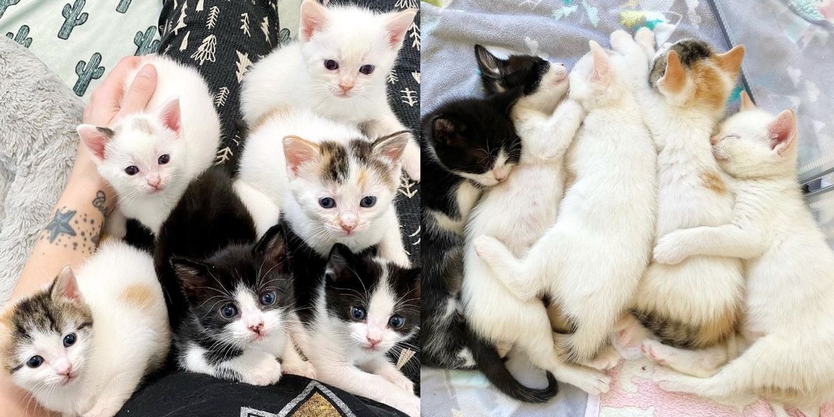 Six chatons ont la chance d’avoir une vie meilleure ensemble. L’amour qu’ils ont l’un pour l’autre est incommensurable