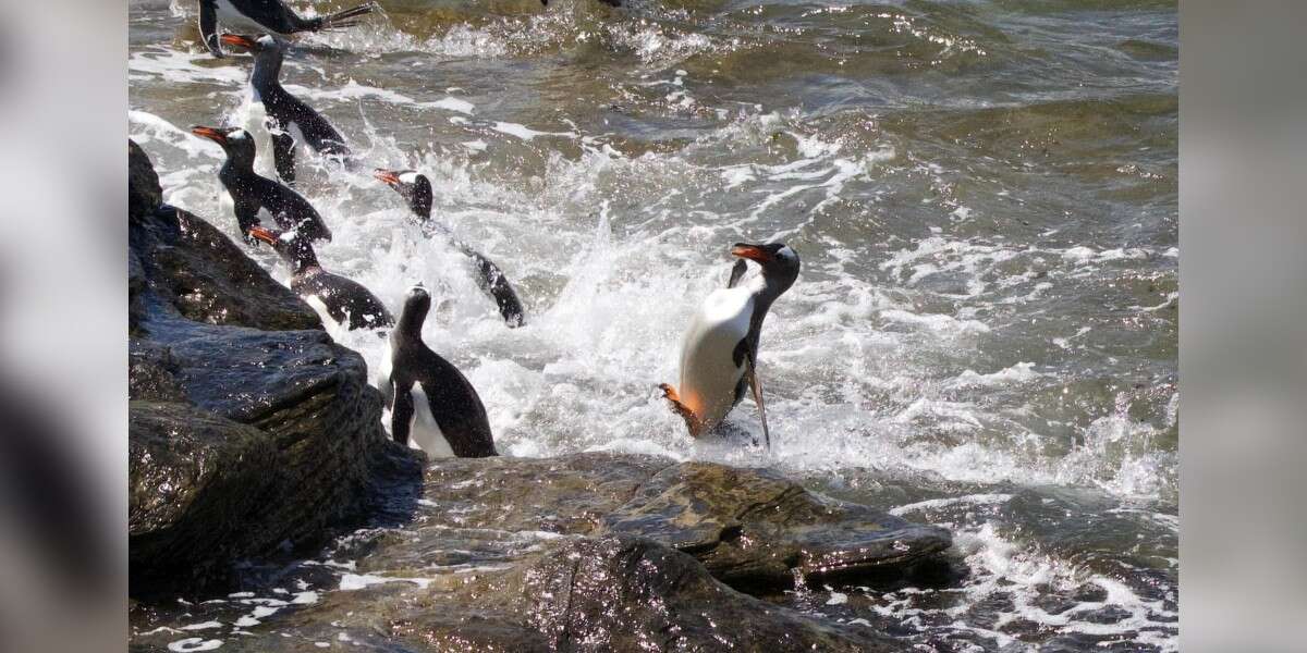 Un pingouin tente de s’exhiber devant un photographe, ce qui donne des résultats hilarants