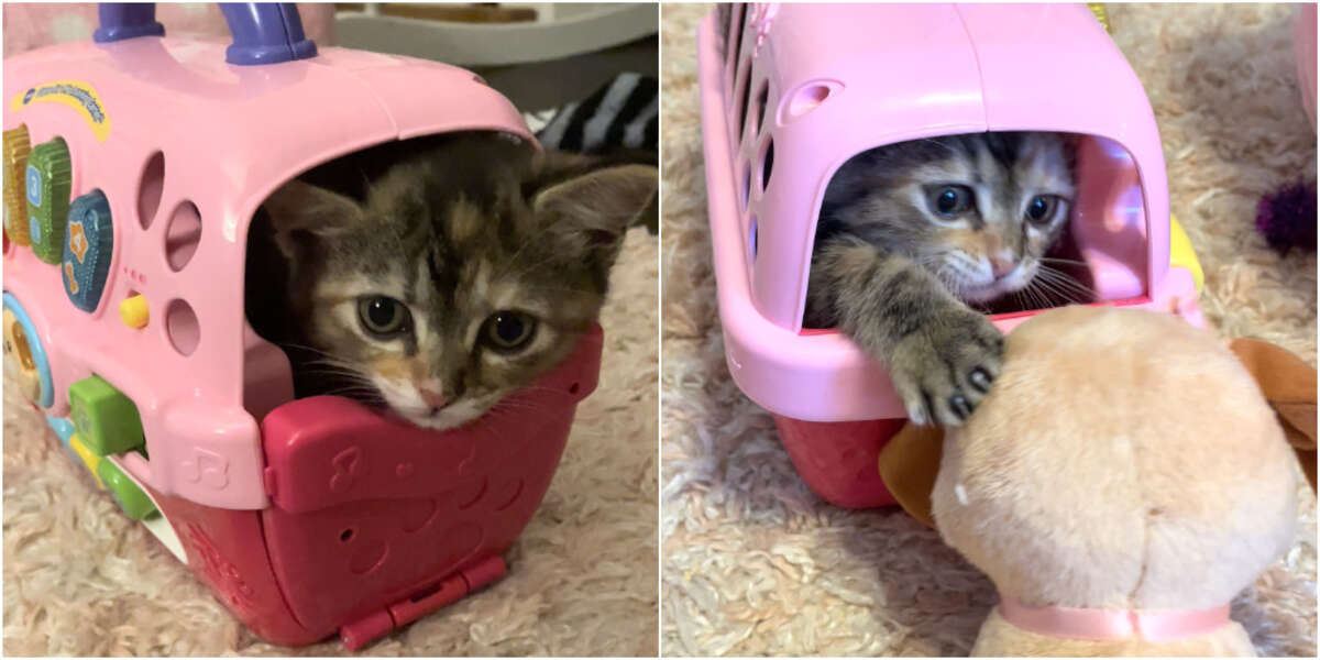 Un chaton découvre un jouet cage de transport et la revendique comme sienne