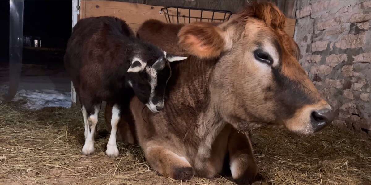 Cette chèvre et cette vache dorment blotties l’une contre l’autre toutes les nuits