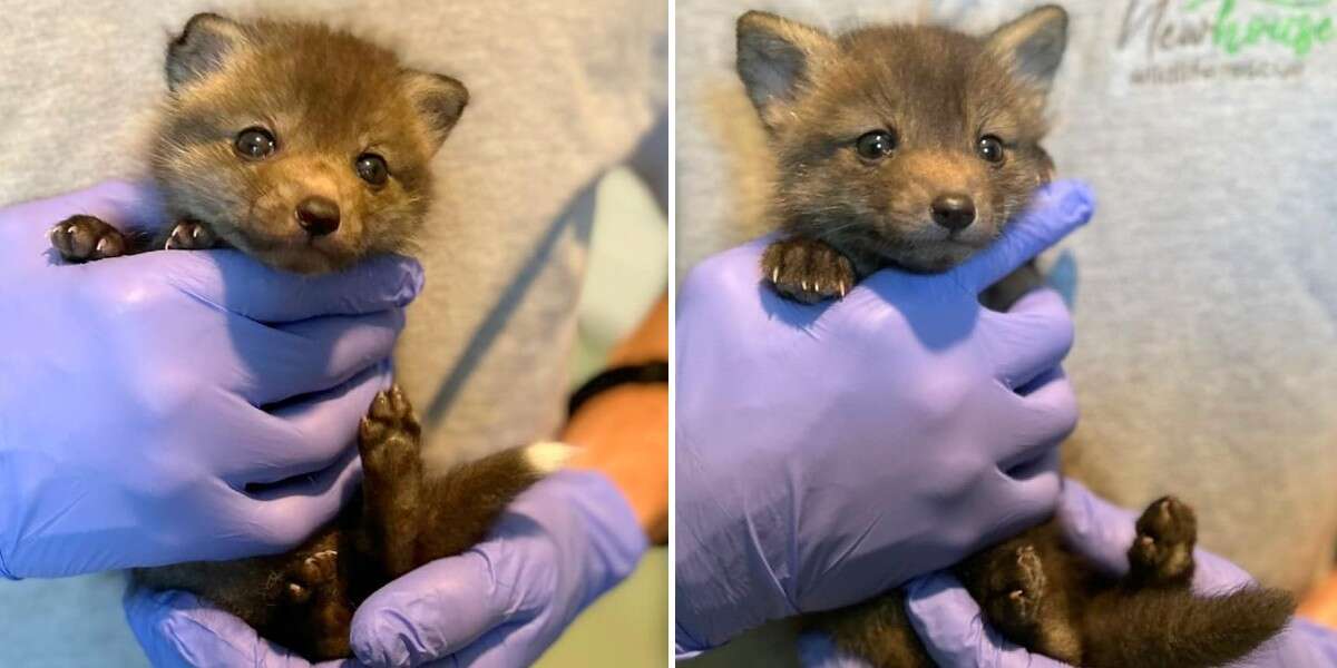 Des « frères et sœurs » sauvages sauvés s’avèrent être des espèces complètement différentes