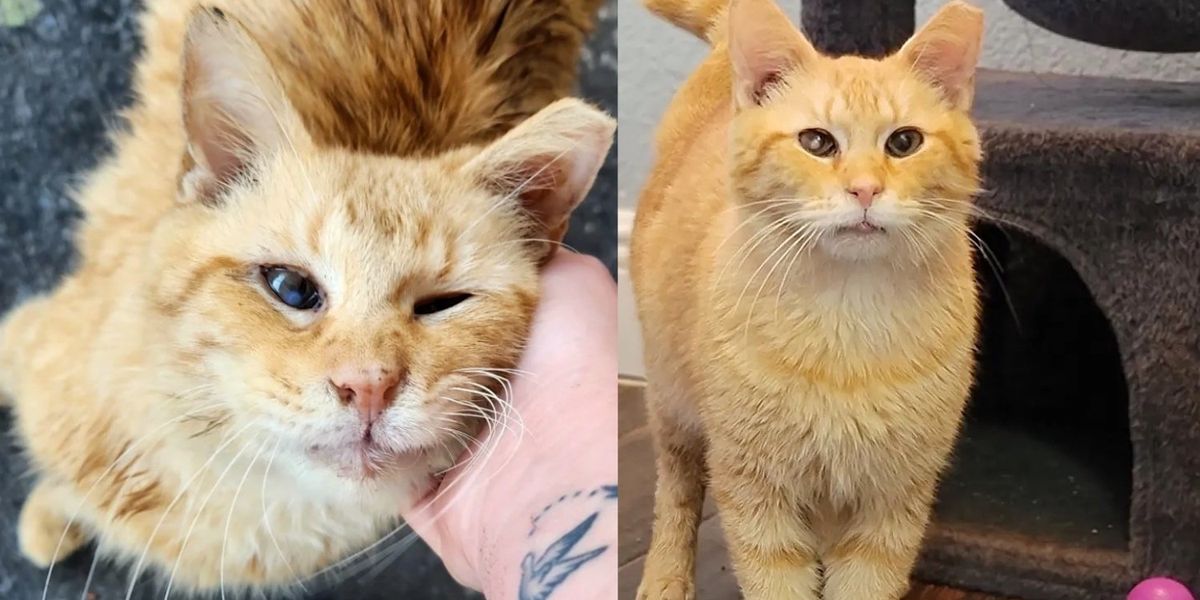 Un chat veut vivre à l’intérieur un jour après avoir passé la plupart de ses années à l’extérieur, essayant de rattraper le temps perdu