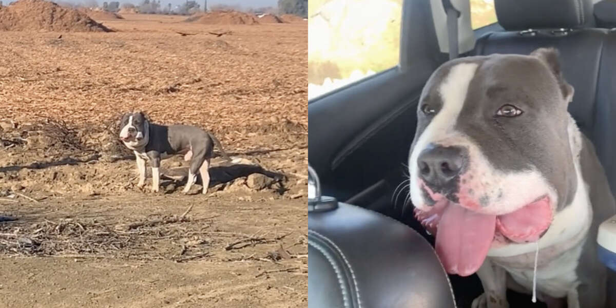 Une femme aperçoit un chien au visage potelé et se rend compte immédiatement que quelque chose ne va pas