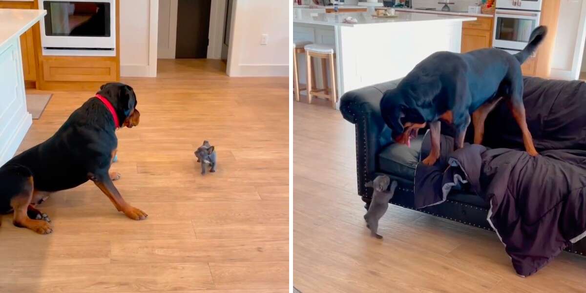Un Rottweiler réagit de façon surprenante à la rencontre d’un tout petit chiot