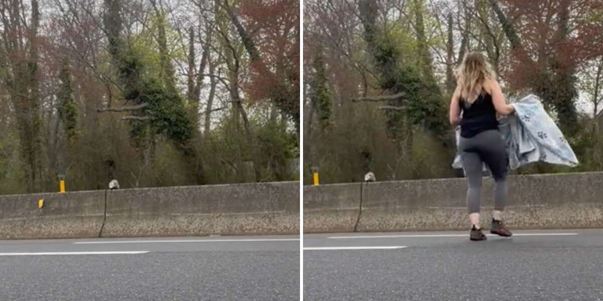 Une femme se jette dans la circulation pour attraper un animal sauvage bloqué sur l’autoroute