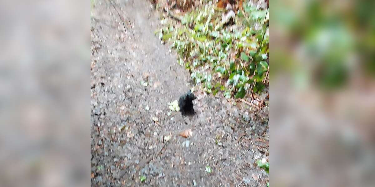 Un homme en randonnée entend quelqu’un pleurer et ne peut pas croire qui il trouve.