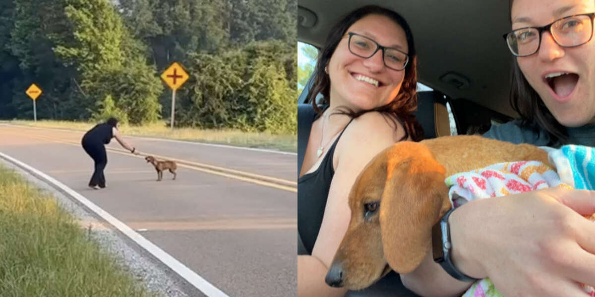 Des sœurs en voyage arrêtent la voiture lorsqu’elles voient un chien affamé sur la route